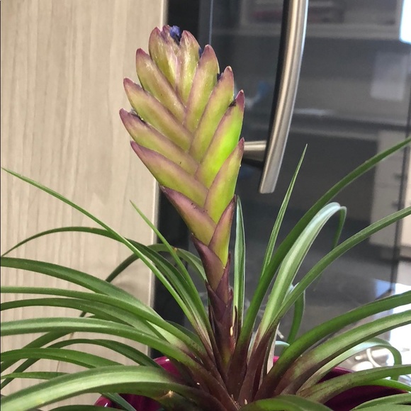 Meet your Posher, Emma - Picture 1 of 1